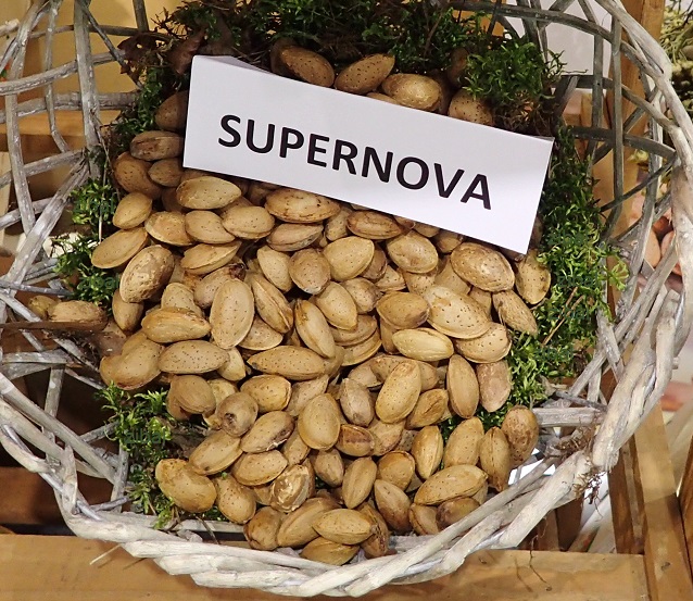 mandloň - Supernova 