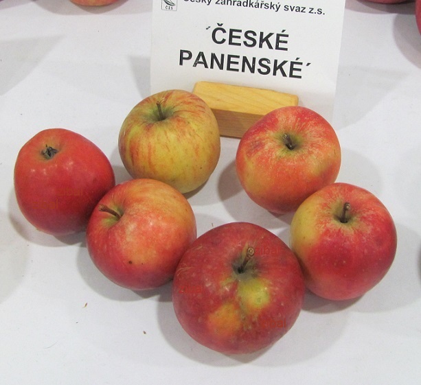 jabloň Panenské české