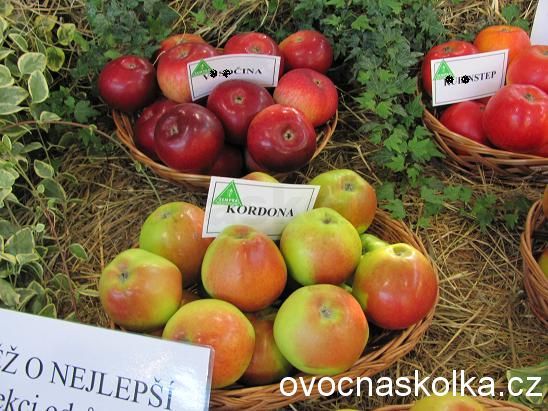 sloupovitá jabloň Kordona v květináči  