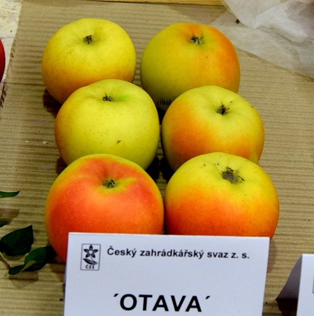 jabloň Otava  vyšší tvar