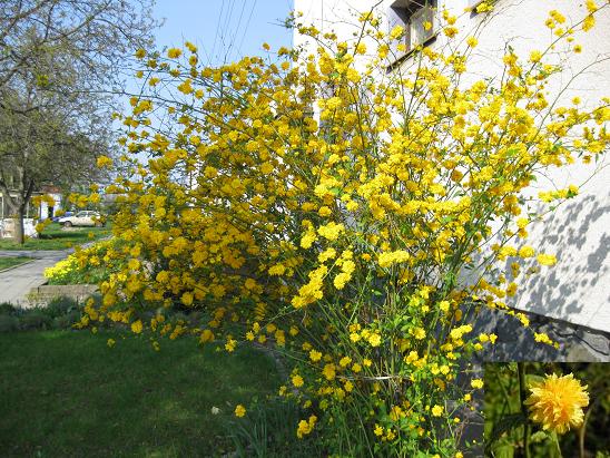 Kerria japonica "Pleniflora"