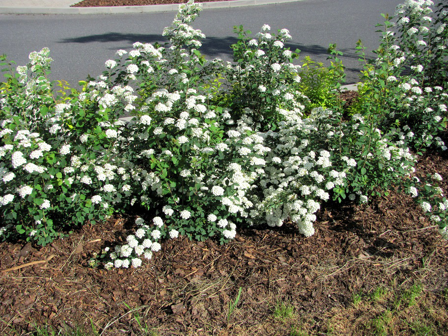 Spiraea x vanhouttei