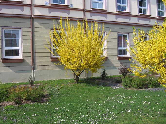Forsythia x intermedia