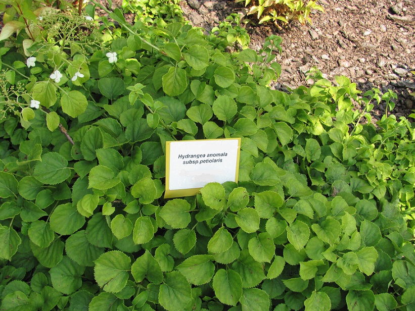 Hydrangea petiolaris