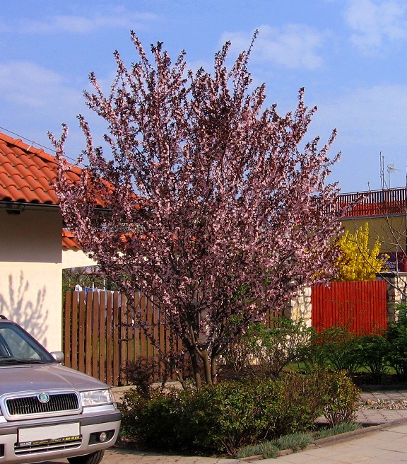 Prunus pisardi