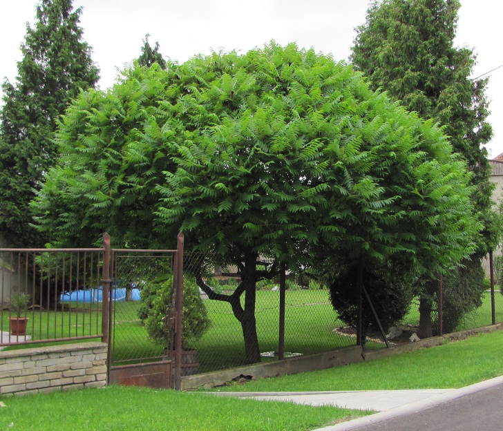 Rhus typhina 'Laciniata'