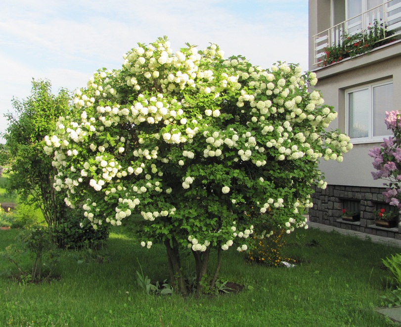 Viburnum opulus 'Roseum'