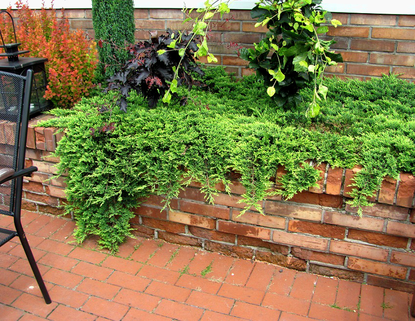 Juniperus horizontalis 'Golden Carpet'