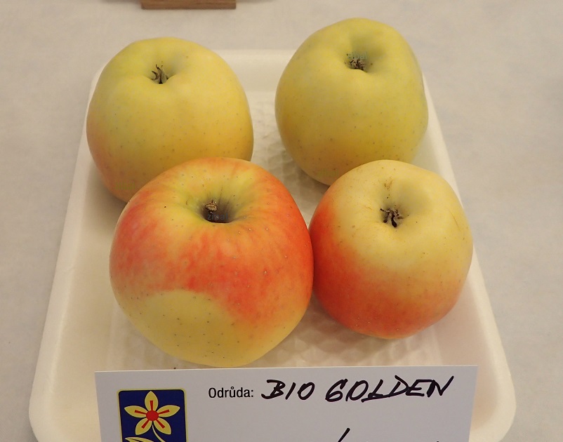 jabloň Biogolden vyšší tvar