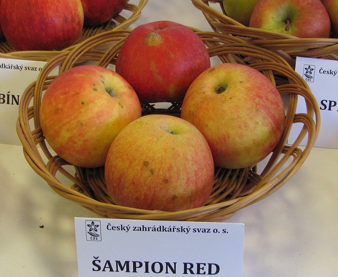 jabloň Šampion Red
