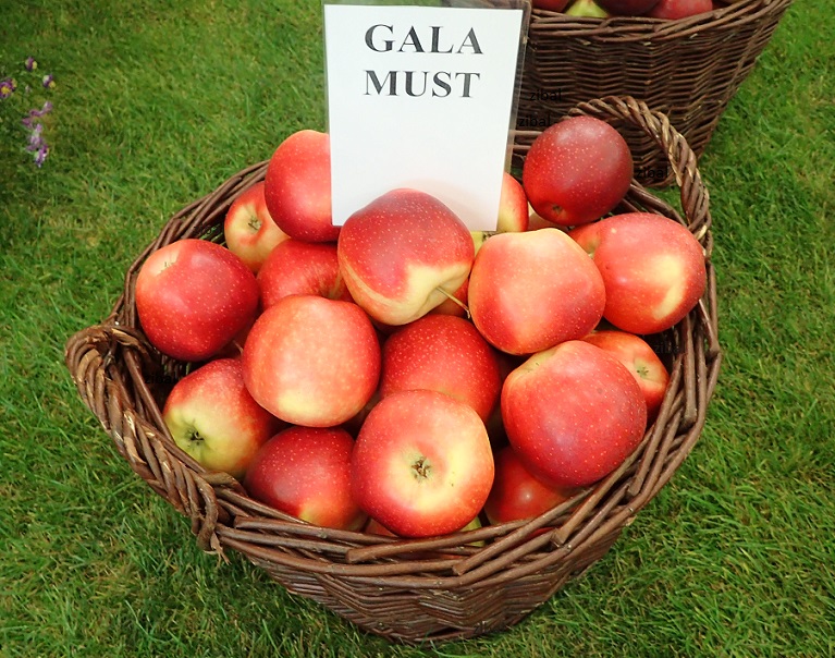 jabloň Gala Must  v květináči