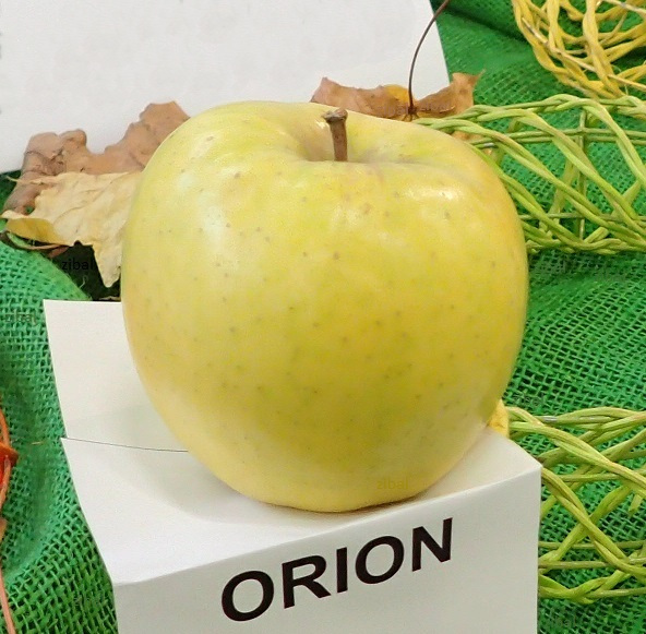 jabloň Orion 